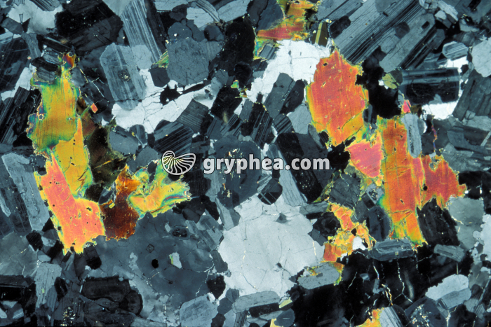 Granodiorite LPA x4 - gryphea.org